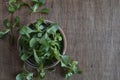 Corn salad plant, lamb`s lettuce Valerianella locusta, valeriana salad on wooden background. Royalty Free Stock Photo