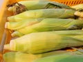 Corn on sale Royalty Free Stock Photo