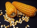 two pieces of corn and their scattered grains