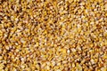 Corn seed Royalty Free Stock Photo