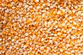 Corn seed Royalty Free Stock Photo