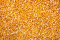 Corn Seed as Full Frame Background