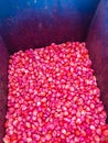 Corn seed chemically treated Royalty Free Stock Photo