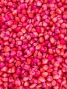 Corn seed chemically treated Royalty Free Stock Photo