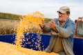 Corn seed in hand of farmer. Royalty Free Stock Photo