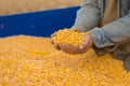 Corn seed in hand of farmer. Royalty Free Stock Photo