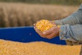 Corn seed in hand of farmer. Royalty Free Stock Photo