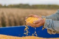 Corn seed in hand of farmer. Royalty Free Stock Photo