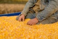 Corn seed in hand of farmer. Royalty Free Stock Photo