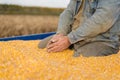 Corn seed in hand of farmer. Royalty Free Stock Photo