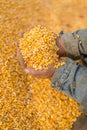 Corn seed in hand of farmer. Royalty Free Stock Photo