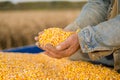 Corn seed in hand of farmer. Royalty Free Stock Photo