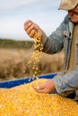 Corn seed in hand of farmer. Royalty Free Stock Photo