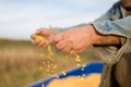 Corn seed in hand of farmer. Royalty Free Stock Photo