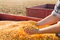 Corn seed in hands of farmer