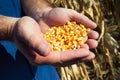 Corn seed in hands of farmer