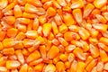 Corn seed kernels heap Royalty Free Stock Photo