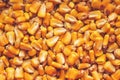 Corn seed kernels heap Royalty Free Stock Photo