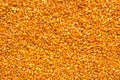 Corn seed kernels heap Royalty Free Stock Photo