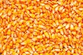 Corn seed kernels heap Royalty Free Stock Photo
