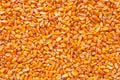 Corn seed kernels heap Royalty Free Stock Photo