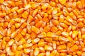 Corn seed kernels heap Royalty Free Stock Photo
