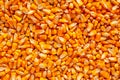Corn seed kernels heap Royalty Free Stock Photo