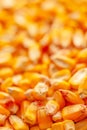Corn seed kernels heap Royalty Free Stock Photo