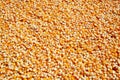 Corn seed kernels texture Royalty Free Stock Photo