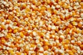 Corn seed kernels texture Royalty Free Stock Photo