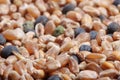 Corn seed mixture close-up