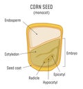 Corn Seed Structure Monocot Royalty Free Stock Photo