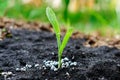 Corn seedling Royalty Free Stock Photo