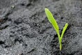 Corn seedling Royalty Free Stock Photo