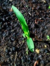 Corn seedling