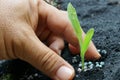 Corn seedling with hand Royalty Free Stock Photo