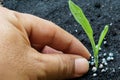 Corn seedling with hand Royalty Free Stock Photo