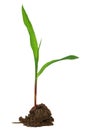 Corn seedling