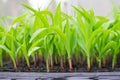 Corn seedling on tray