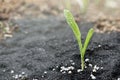 Corn seedling with water spray