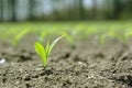 Corn Seedlings