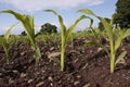 Corn seedlings crop field in spring Royalty Free Stock Photo