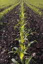 Corn seedlings crop field in spring Royalty Free Stock Photo