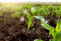 Corn seedlings grow from fertile ground and have technology icons about minerals in the soil suitable for crops Royalty Free Stock Photo