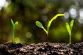 Corn seedlings are growing from fertile ground. Royalty Free Stock Photo