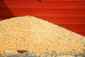 Corn seeds Royalty Free Stock Photo