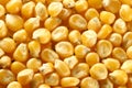 Corn seeds Royalty Free Stock Photo