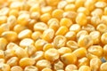 Corn seeds Royalty Free Stock Photo