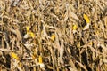 corn seeds autumn field Royalty Free Stock Photo