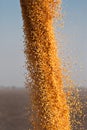 Corn seeds being unloaded from a combine